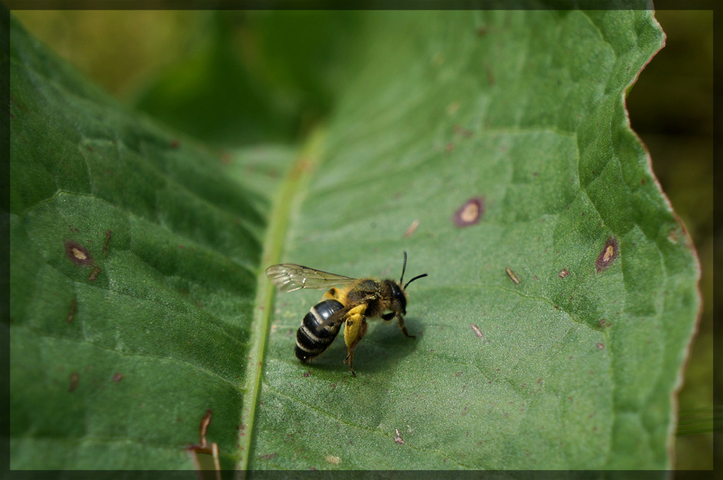 Femmina di Andrena sp.